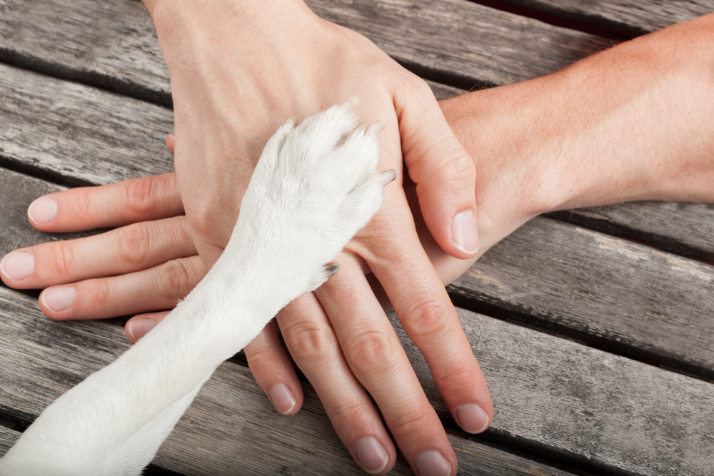 Early Spaying and Neutering Can Cause Health Problems in Certain Breeds