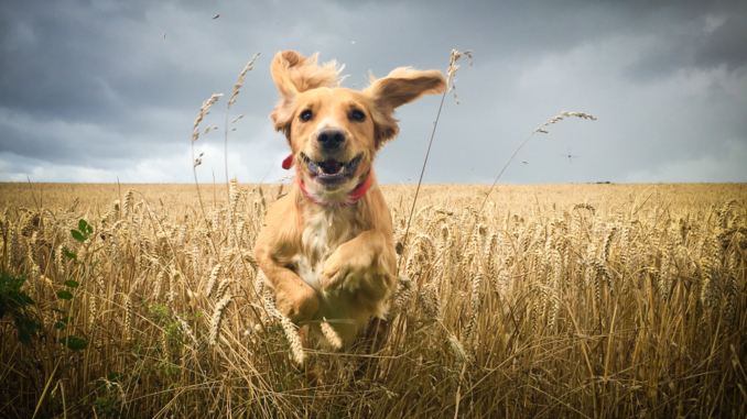 is pepto bismol safe for puppies