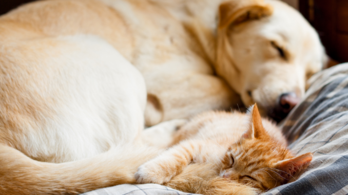 Silvia_Piccirilli-Shutterstock_430928425--Hundegesundheit